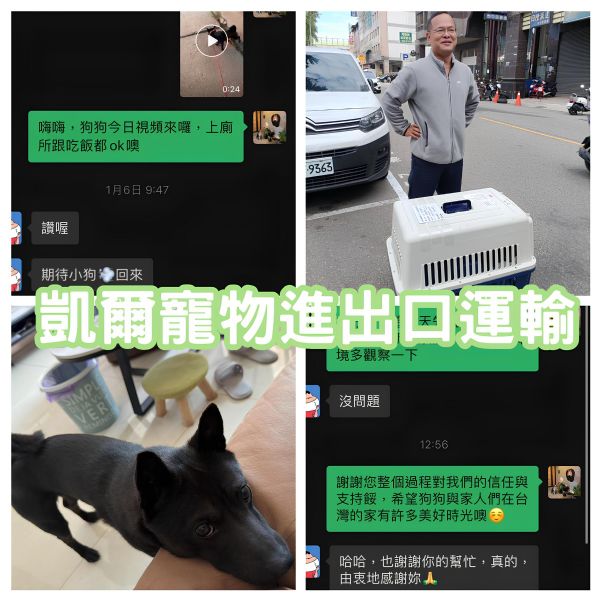 2024/01/18 『台灣』中國狗狗陪主人回台灣生活啦~~~